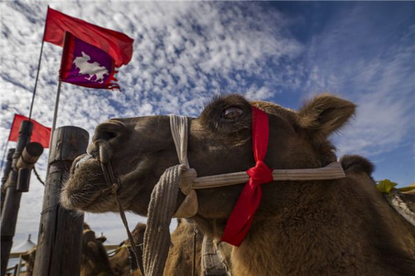 响沙湾,沙漠,度假地,景区,旅游,图片,照片,摄影,内蒙古响沙湾,内蒙古旅游,鄂尔多斯市旅游,莲花酒店,莲花度假酒店,莲沙度假岛,福沙度假岛,悦沙休闲岛,仙沙休闲岛,一粒沙度假村,在线预订,预定,旅行社,AAAAA,5A级旅游景区,库布齐,库布其沙漠,库布其旅游