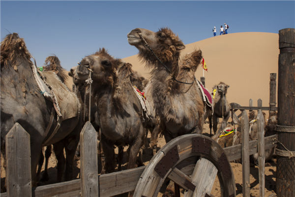 响沙湾,沙漠,度假地,景区,旅游,图片,照片,摄影,内蒙古响沙湾,内蒙古旅游,鄂尔多斯市旅游,莲花酒店,莲花度假酒店,莲沙度假岛,福沙度假岛,悦沙休闲岛,仙沙休闲岛,一粒沙度假村,在线预订,预定,旅行社,AAAAA,5A级旅游景区,库布齐,库布其沙漠,库布其旅游