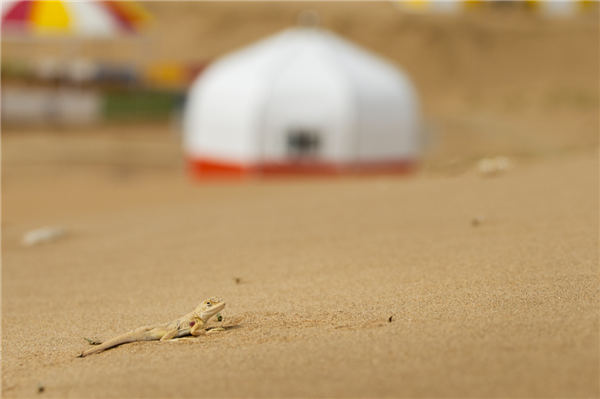 响沙湾,沙漠,度假地,景区,旅游,图片,照片,摄影,内蒙古响沙湾,内蒙古旅游,鄂尔多斯市旅游,莲花酒店,莲花度假酒店,莲沙度假岛,福沙度假岛,悦沙休闲岛,仙沙休闲岛,一粒沙度假村,在线预订,预定,旅行社,AAAAA,5A级旅游景区,库布齐,库布其沙漠,库布其旅游