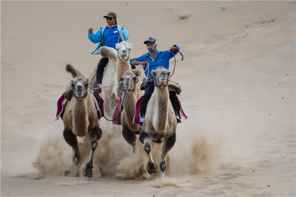 响沙湾,沙漠,度假地,景区,旅游,图片,照片,摄影,内蒙古响沙湾,内蒙古旅游,鄂尔多斯市旅游,莲花酒店,莲花度假酒店,莲沙度假岛,福沙度假岛,悦沙休闲岛,仙沙休闲岛,一粒沙度假村,在线预订,预定,旅行社,AAAAA,5A级旅游景区,库布齐,库布其沙漠,库布其旅游