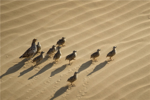 响沙湾,沙漠,度假地,景区,旅游,图片,照片,摄影,内蒙古响沙湾,内蒙古旅游,鄂尔多斯市旅游,莲花酒店,莲花度假酒店,莲沙度假岛,福沙度假岛,悦沙休闲岛,仙沙休闲岛,一粒沙度假村,在线预订,预定,旅行社,AAAAA,5A级旅游景区,库布齐,库布其沙漠,库布其旅游