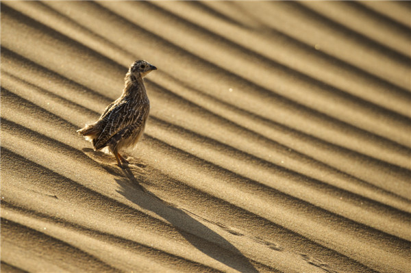 响沙湾,沙漠,度假地,景区,旅游,图片,照片,摄影,内蒙古响沙湾,内蒙古旅游,鄂尔多斯市旅游,莲花酒店,莲花度假酒店,莲沙度假岛,福沙度假岛,悦沙休闲岛,仙沙休闲岛,一粒沙度假村,在线预订,预定,旅行社,AAAAA,5A级旅游景区,库布齐,库布其沙漠,库布其旅游
