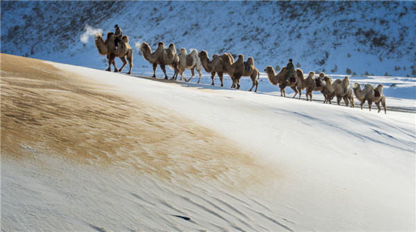 响沙湾,沙漠,度假地,景区,旅游,图片,照片,摄影,内蒙古响沙湾,内蒙古旅游,鄂尔多斯市旅游,莲花酒店,莲花度假酒店,莲沙度假岛,福沙度假岛,悦沙休闲岛,仙沙休闲岛,一粒沙度假村,在线预订,预定,旅行社,AAAAA,5A级旅游景区,库布齐,库布其沙漠,库布其旅游