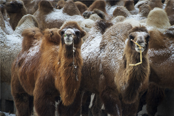 响沙湾,沙漠,度假地,景区,旅游,图片,照片,摄影,内蒙古响沙湾,内蒙古旅游,鄂尔多斯市旅游,莲花酒店,莲花度假酒店,莲沙度假岛,福沙度假岛,悦沙休闲岛,仙沙休闲岛,一粒沙度假村,在线预订,预定,旅行社,AAAAA,5A级旅游景区,库布齐,库布其沙漠,库布其旅游