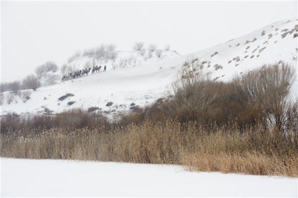 响沙湾,沙漠,度假地,景区,旅游,图片,照片,摄影,内蒙古响沙湾,内蒙古旅游,鄂尔多斯市旅游,莲花酒店,莲花度假酒店,莲沙度假岛,福沙度假岛,悦沙休闲岛,仙沙休闲岛,一粒沙度假村,在线预订,预定,旅行社,AAAAA,5A级旅游景区,库布齐,库布其沙漠,库布其旅游