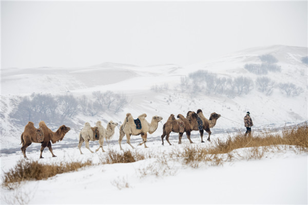 响沙湾,沙漠,度假地,景区,旅游,图片,照片,摄影,内蒙古响沙湾,内蒙古旅游,鄂尔多斯市旅游,莲花酒店,莲花度假酒店,莲沙度假岛,福沙度假岛,悦沙休闲岛,仙沙休闲岛,一粒沙度假村,在线预订,预定,旅行社,AAAAA,5A级旅游景区,库布齐,库布其沙漠,库布其旅游