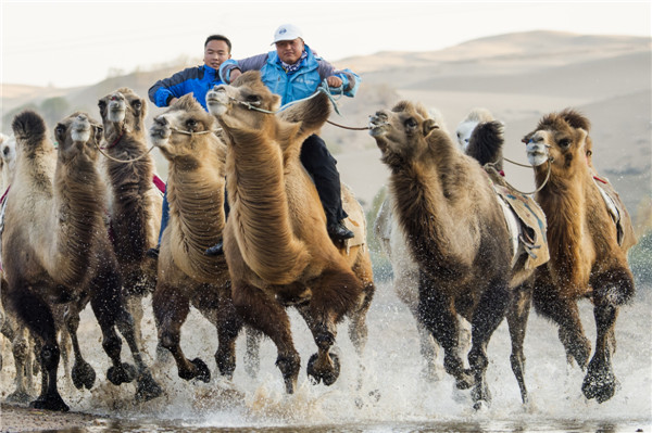 响沙湾,沙漠,度假地,景区,旅游,图片,照片,摄影,内蒙古响沙湾,内蒙古旅游,鄂尔多斯市旅游,莲花酒店,莲花度假酒店,莲沙度假岛,福沙度假岛,悦沙休闲岛,仙沙休闲岛,一粒沙度假村,在线预订,预定,旅行社,AAAAA,5A级旅游景区,库布齐,库布其沙漠,库布其旅游