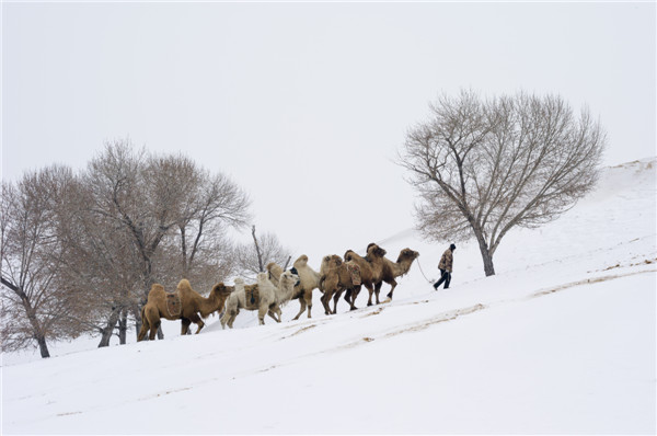 响沙湾,沙漠,度假地,景区,旅游,图片,照片,摄影,内蒙古响沙湾,内蒙古旅游,鄂尔多斯市旅游,莲花酒店,莲花度假酒店,莲沙度假岛,福沙度假岛,悦沙休闲岛,仙沙休闲岛,一粒沙度假村,在线预订,预定,旅行社,AAAAA,5A级旅游景区,库布齐,库布其沙漠,库布其旅游