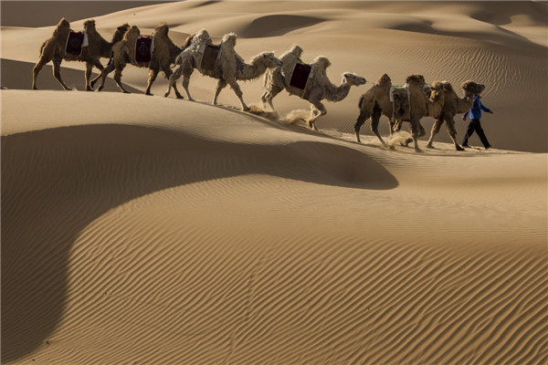 响沙湾,沙漠,度假地,景区,旅游,图片,照片,摄影,内蒙古响沙湾,内蒙古旅游,鄂尔多斯市旅游,莲花酒店,莲花度假酒店,莲沙度假岛,福沙度假岛,悦沙休闲岛,仙沙休闲岛,一粒沙度假村,在线预订,预定,旅行社,AAAAA,5A级旅游景区,库布齐,库布其沙漠,库布其旅游