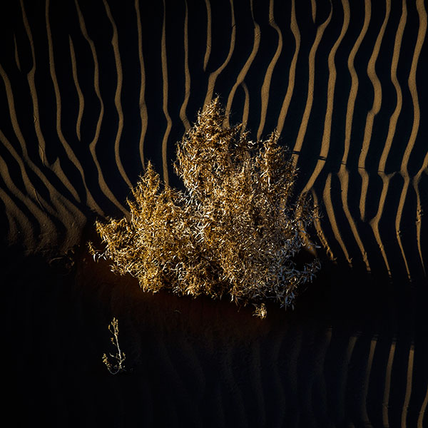 响沙湾,沙漠,度假地,景区,旅游,图片,照片,摄影,内蒙古响沙湾,内蒙古旅游,鄂尔多斯市旅游,莲花酒店,莲花度假酒店,莲沙度假岛,福沙度假岛,悦沙休闲岛,仙沙休闲岛,一粒沙度假村,在线预订,预定,旅行社,AAAAA,5A级旅游景区,库布齐,库布其沙漠,库布其旅游