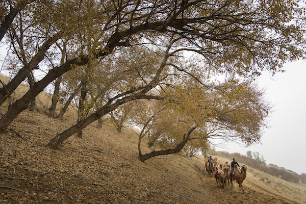 响沙湾,沙漠,度假地,景区,旅游,图片,照片,摄影,内蒙古响沙湾,内蒙古旅游,鄂尔多斯市旅游,莲花酒店,莲花度假酒店,莲沙度假岛,福沙度假岛,悦沙休闲岛,仙沙休闲岛,一粒沙度假村,在线预订,预定,旅行社,AAAAA,5A级旅游景区,库布齐,库布其沙漠,库布其旅游