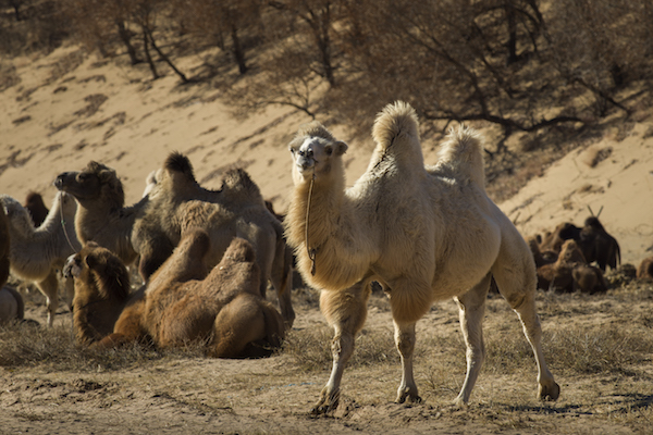 响沙湾,沙漠,度假地,景区,旅游,图片,照片,摄影,内蒙古响沙湾,内蒙古旅游,鄂尔多斯市旅游,莲花酒店,莲花度假酒店,莲沙度假岛,福沙度假岛,悦沙休闲岛,仙沙休闲岛,一粒沙度假村,在线预订,预定,旅行社,AAAAA,5A级旅游景区,库布齐,库布其沙漠,库布其旅游