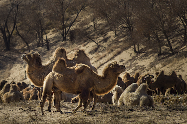 响沙湾,沙漠,度假地,景区,旅游,图片,照片,摄影,内蒙古响沙湾,内蒙古旅游,鄂尔多斯市旅游,莲花酒店,莲花度假酒店,莲沙度假岛,福沙度假岛,悦沙休闲岛,仙沙休闲岛,一粒沙度假村,在线预订,预定,旅行社,AAAAA,5A级旅游景区,库布齐,库布其沙漠,库布其旅游