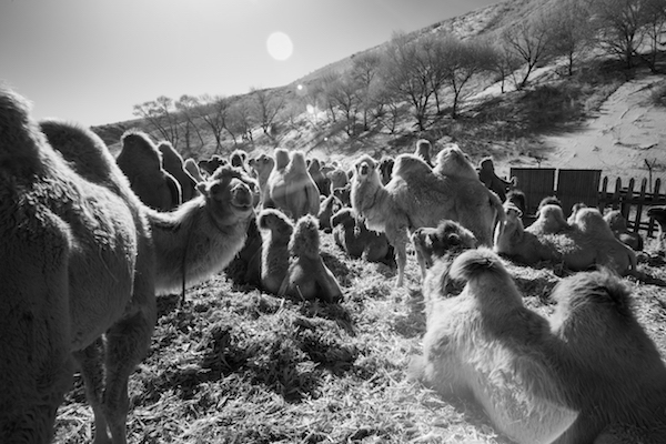 响沙湾,沙漠,度假地,景区,旅游,图片,照片,摄影,内蒙古响沙湾,内蒙古旅游,鄂尔多斯市旅游,莲花酒店,莲花度假酒店,莲沙度假岛,福沙度假岛,悦沙休闲岛,仙沙休闲岛,一粒沙度假村,在线预订,预定,旅行社,AAAAA,5A级旅游景区,库布齐,库布其沙漠,库布其旅游