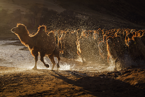 响沙湾,沙漠,度假地,景区,旅游,图片,照片,摄影,内蒙古响沙湾,内蒙古旅游,鄂尔多斯市旅游,莲花酒店,莲花度假酒店,莲沙度假岛,福沙度假岛,悦沙休闲岛,仙沙休闲岛,一粒沙度假村,在线预订,预定,旅行社,AAAAA,5A级旅游景区,库布齐,库布其沙漠,库布其旅游