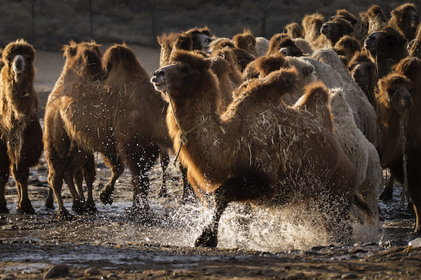 响沙湾,沙漠,度假地,景区,旅游,图片,照片,摄影,内蒙古响沙湾,内蒙古旅游,鄂尔多斯市旅游,莲花酒店,莲花度假酒店,莲沙度假岛,福沙度假岛,悦沙休闲岛,仙沙休闲岛,一粒沙度假村,在线预订,预定,旅行社,AAAAA,5A级旅游景区,库布齐,库布其沙漠,库布其旅游
