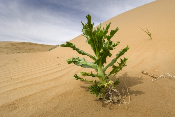 响沙湾,沙漠,度假地,景区,旅游,图片,照片,摄影,内蒙古响沙湾,内蒙古旅游,鄂尔多斯市旅游,莲花酒店,莲花度假酒店,莲沙度假岛,福沙度假岛,悦沙休闲岛,仙沙休闲岛,一粒沙度假村,在线预订,预定,旅行社,AAAAA,5A级旅游景区,库布齐,库布其沙漠,库布其旅游