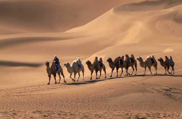 响沙湾,沙漠,度假地,景区,旅游,图片,照片,摄影,内蒙古响沙湾,内蒙古旅游,鄂尔多斯市旅游,莲花酒店,莲花度假酒店,莲沙度假岛,福沙度假岛,悦沙休闲岛,仙沙休闲岛,一粒沙度假村,在线预订,预定,旅行社,AAAAA,5A级旅游景区,库布齐,库布其沙漠,库布其旅游