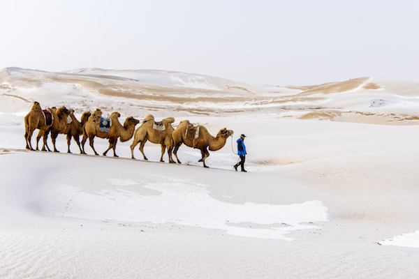 响沙湾,沙漠,度假地,景区,旅游,图片,照片,摄影,内蒙古响沙湾,内蒙古旅游,鄂尔多斯市旅游,莲花酒店,莲花度假酒店,莲沙度假岛,福沙度假岛,悦沙休闲岛,仙沙休闲岛,一粒沙度假村,在线预订,预定,旅行社,AAAAA,5A级旅游景区,库布齐,库布其沙漠,库布其旅游