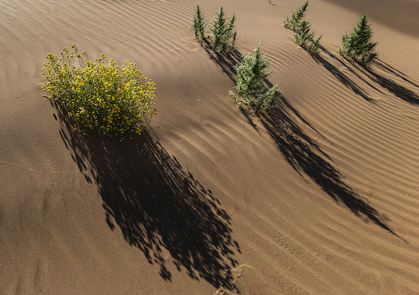 响沙湾,沙漠,度假地,景区,旅游,图片,照片,摄影,内蒙古响沙湾,内蒙古旅游,鄂尔多斯市旅游,莲花酒店,莲花度假酒店,莲沙度假岛,福沙度假岛,悦沙休闲岛,仙沙休闲岛,一粒沙度假村,在线预订,预定,旅行社,AAAAA,5A级旅游景区,库布齐,库布其沙漠,库布其旅游