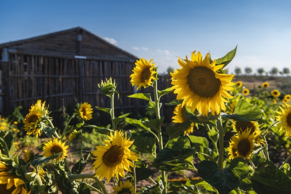 响沙湾,沙漠,度假地,景区,旅游,图片,照片,摄影,内蒙古响沙湾,内蒙古旅游,鄂尔多斯市旅游,莲花酒店,莲花度假酒店,莲沙度假岛,福沙度假岛,悦沙休闲岛,仙沙休闲岛,一粒沙度假村,在线预订,预定,旅行社,AAAAA,5A级旅游景区,库布齐,库布其沙漠,库布其旅游