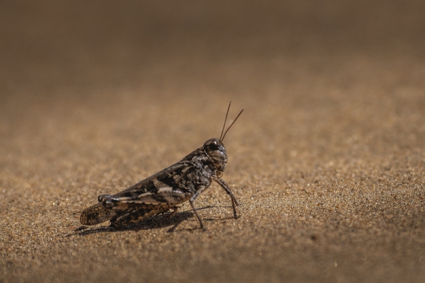 响沙湾,沙漠,度假地,景区,旅游,图片,照片,摄影,内蒙古响沙湾,内蒙古旅游,鄂尔多斯市旅游,莲花酒店,莲花度假酒店,莲沙度假岛,福沙度假岛,悦沙休闲岛,仙沙休闲岛,一粒沙度假村,在线预订,预定,旅行社,AAAAA,5A级旅游景区,库布齐,库布其沙漠,库布其旅游